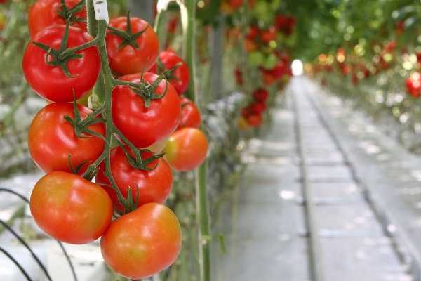 the best varieties of tall tomatoes