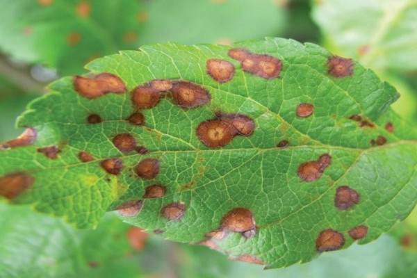 apple leaf disease