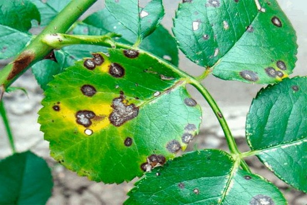 apple leaf disease