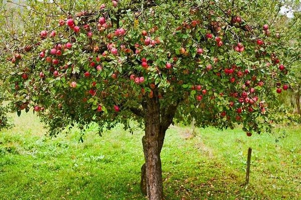 neue Sorten von Apfelbäumen Beschreibung Foto