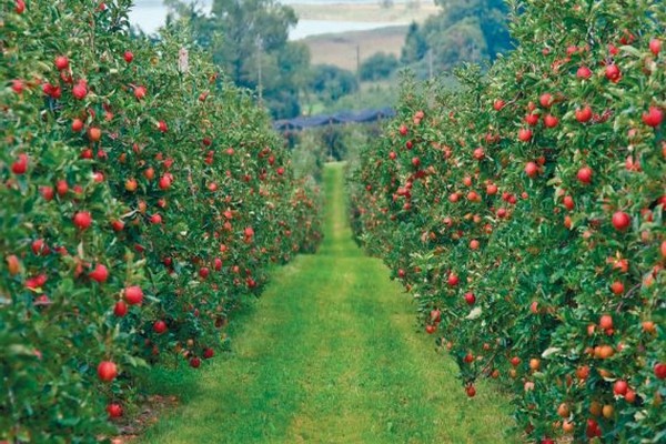 apple tree new varieties description