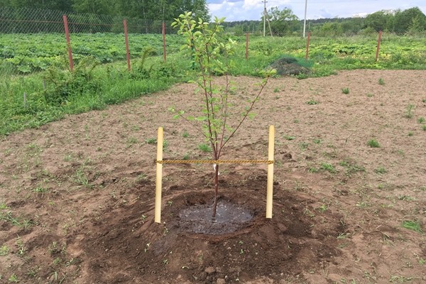 apple tree legend description