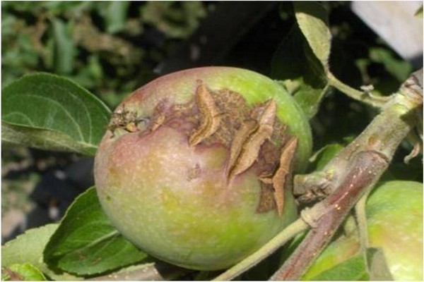 warum Äpfel knacken + an einem Apfelbaum