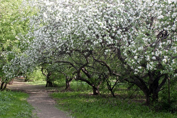 Apple orchard