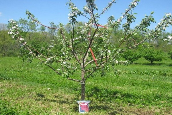 apple tree baby