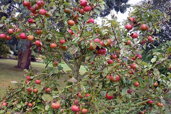 apple tree carpet photo