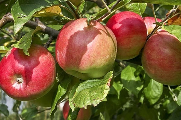 apple tree carpet description photo