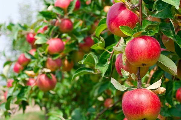 paglalarawan ng puno ng carpet apple