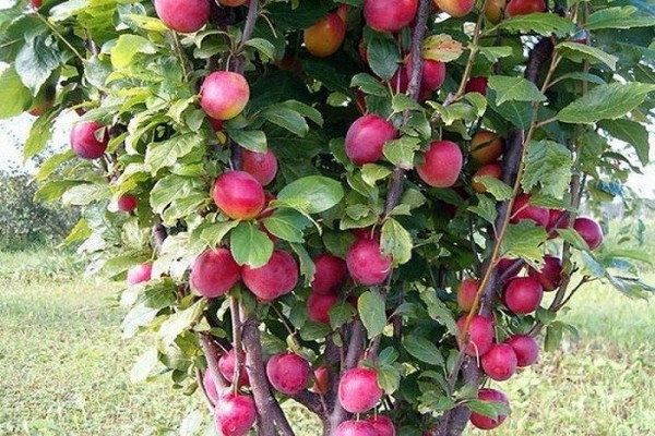 paglalarawan ng puno ng carpet apple