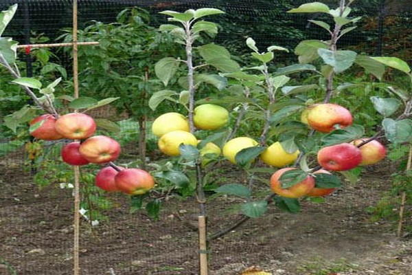 paglalarawan ng puno ng carpet apple