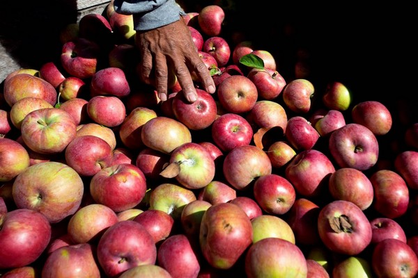 paglalarawan ng puno ng carpet apple