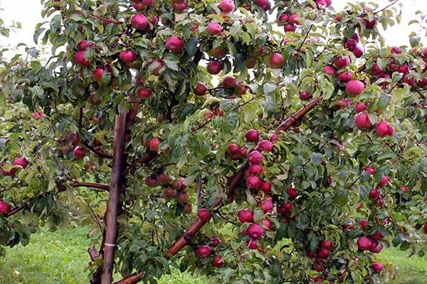 apple variety cherry