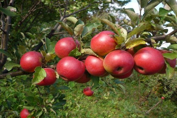 larawan ng paglalarawan ng cherry apple tree