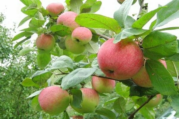 Apple tree of August