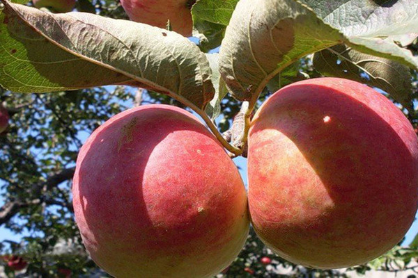 varieties of apple trees for the Moscow region