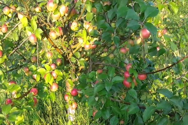 apple tree photo