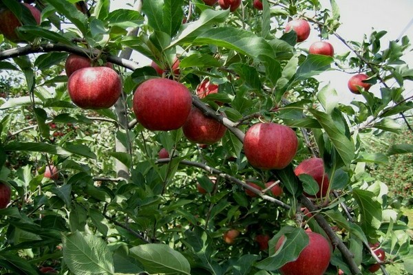 puno ng apple gala