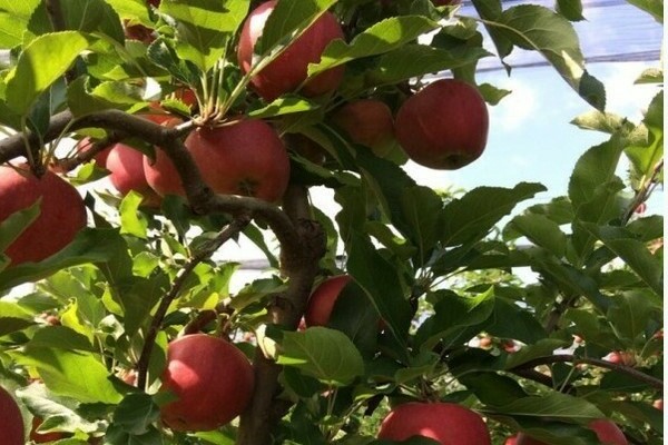 puno ng apple gala