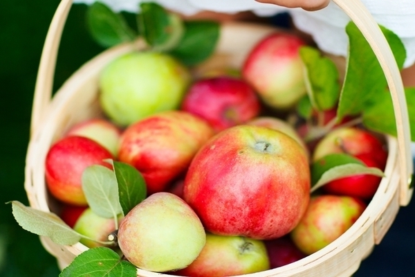 apple tree bugler