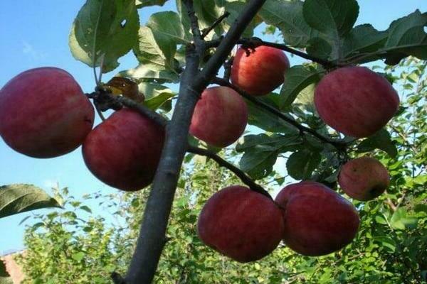 apple tree bugler