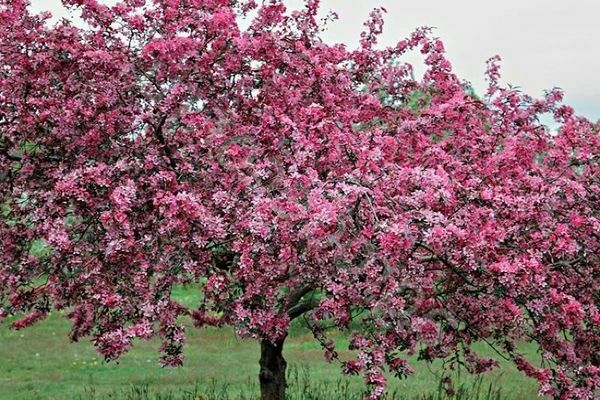 Apple tree Helena