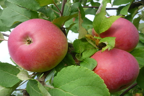 varieties of apple trees for the Moscow region