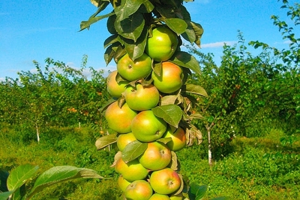 variedades de maçã colunar