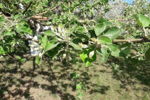 warum blüht der apfelbaum nicht