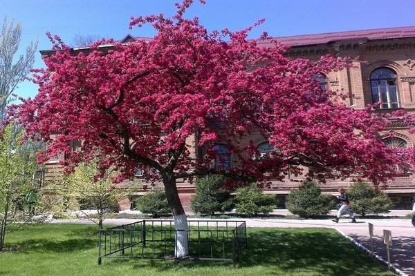 apple tree purple