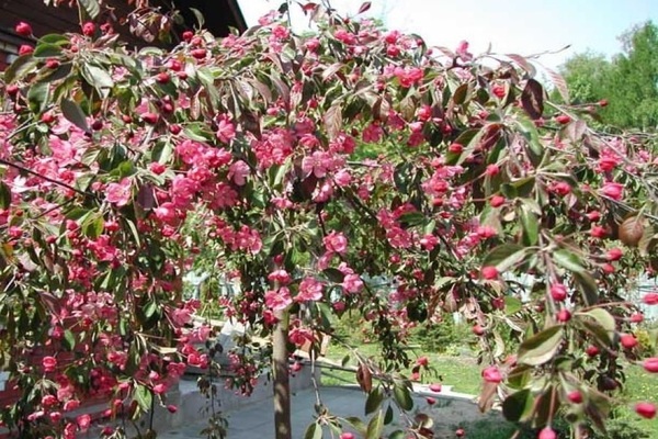 decorative apple varieties