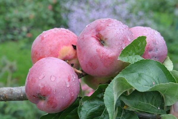 Apple tree gift to Grafsky