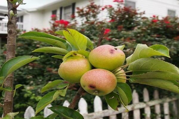 apple tree president paglalarawan ng haligi