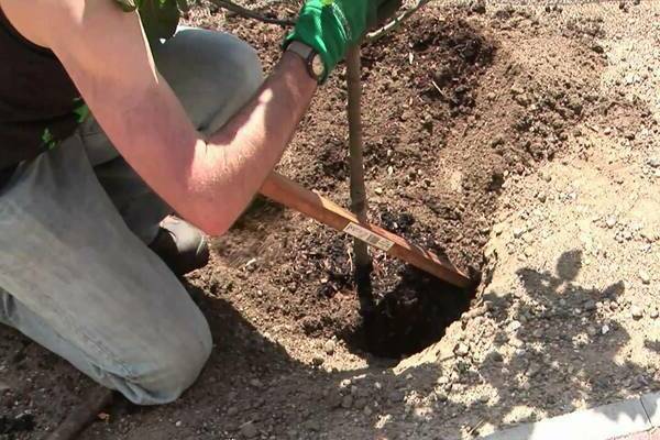 Beschreibung Foto des Apfelbaumpräsidenten