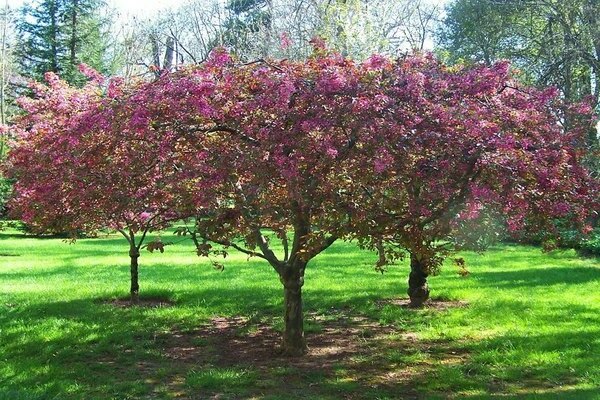 apple tree purple