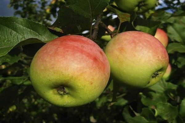 Apple tree north synap