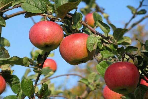 Apple tree Rock