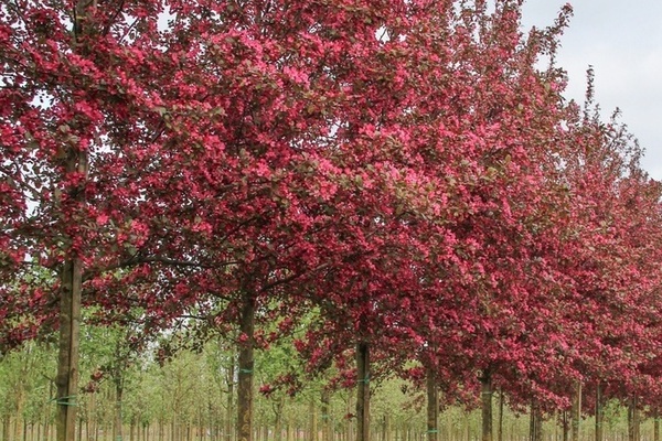 decorative apple varieties