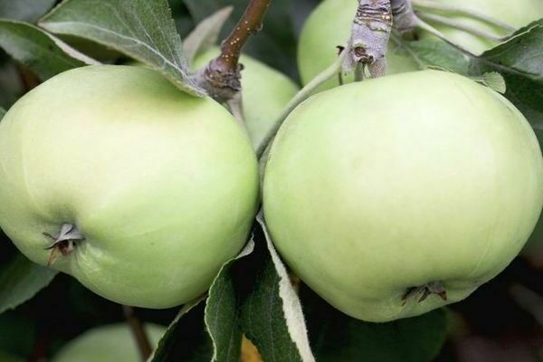 apple tree Sverdlovsk resident