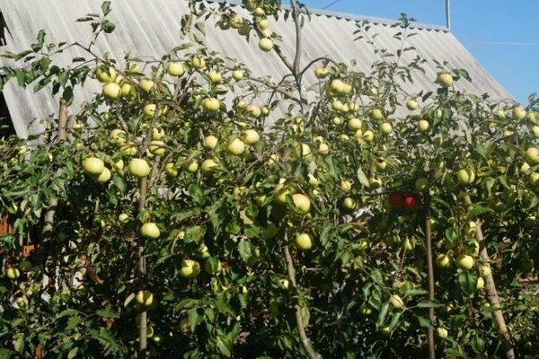 apple tree Sverdlovsk resident