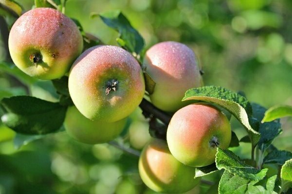 Apple Tree Freshness