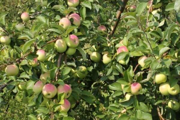 Apple tree currency columnar