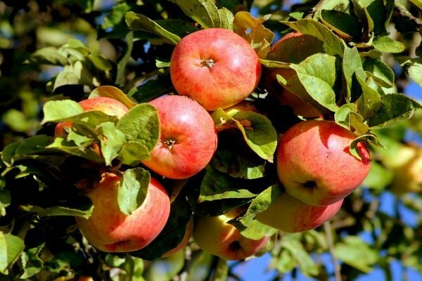 varieties of apple trees for the Moscow region