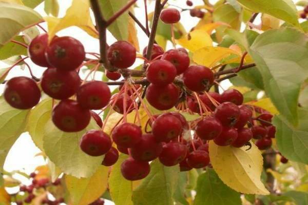 apple-tree Berry