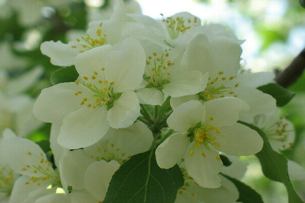 Apfelbaum Beere