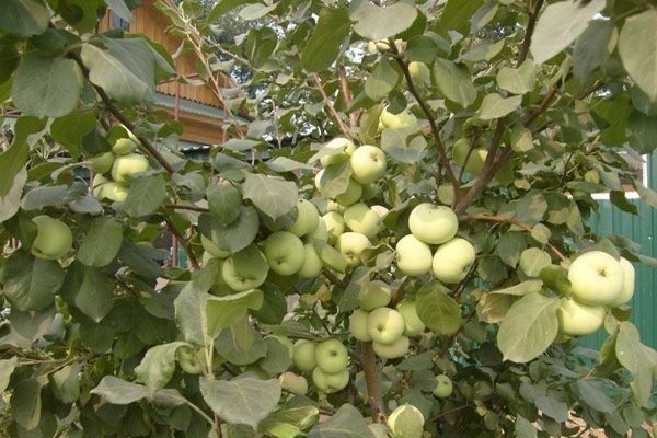 Jung's apple tree