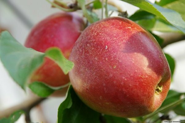 Sternchen Apfelbaum Beschreibung