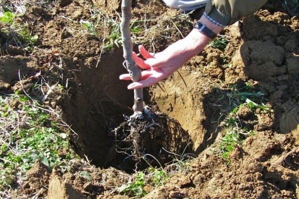 Apfelbaum Sternchen Bewertungen