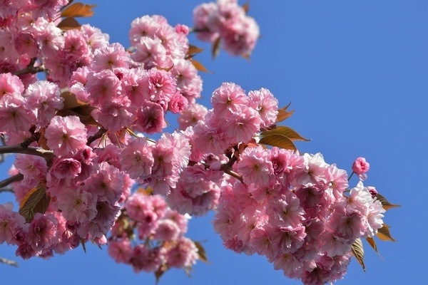 Sakura cereja japonesa