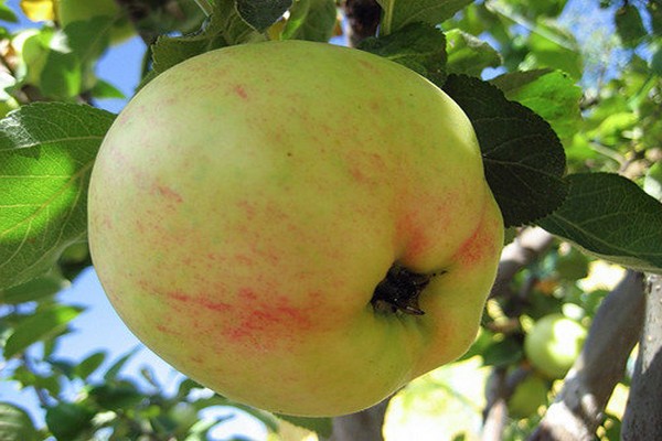 larawan ng paglalarawan ng puno ng apple jubilee