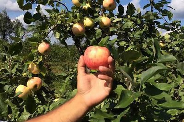 apple variety jubilee